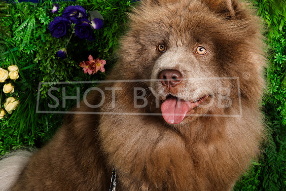 SHOT_BY_ROB-1704