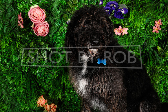 SHOT_BY_ROB-1865