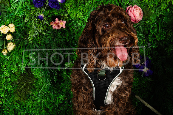 SHOT_BY_ROB-1697