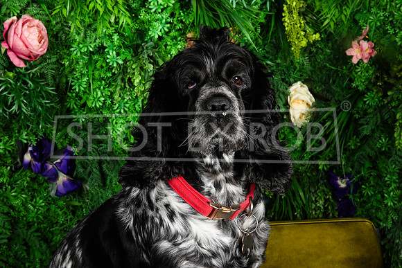 SHOT_BY_ROB-1835