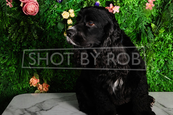 SHOT_BY_ROB-1776
