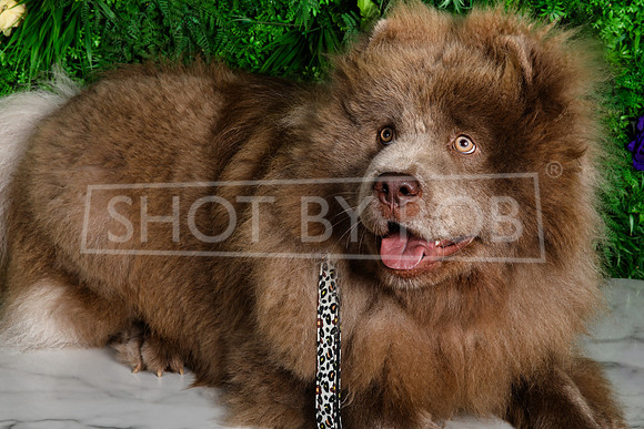 SHOT_BY_ROB-1706