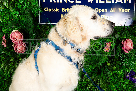 SHOT_BY_ROB-1984