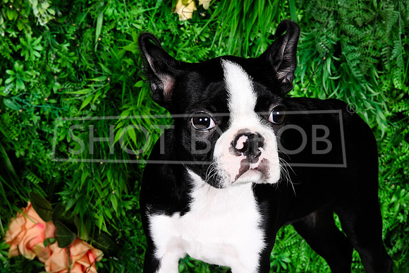 SHOT_BY_ROB-1761