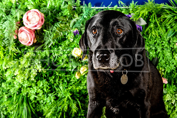 SHOT_BY_ROB-3525